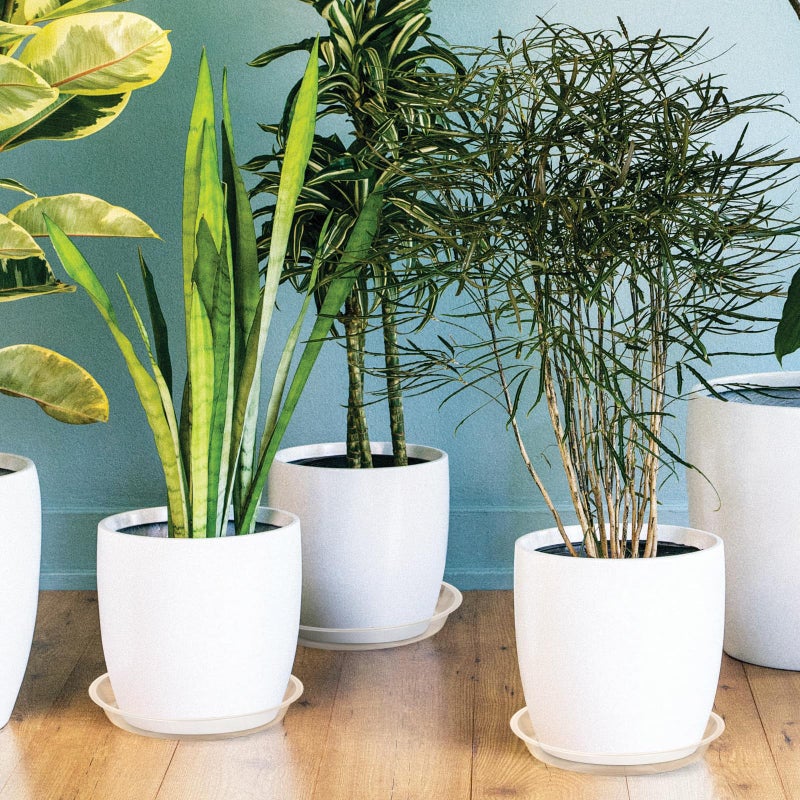 HQAUT 4 6 8 10 12 14 16 18 20 22 Inch Clear Plant Saucer  5 Pack Durable Plastic Water Catcher Trays for Flower Pots  Plant Drip Trays for Indoor Outdoor Planter(6inch) - Image 5